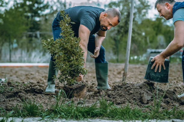 Best Tree Maintenance Programs  in Del Rio, CA