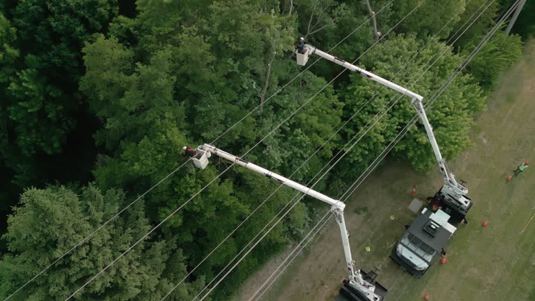 Best Root Management and Removal  in Del Rio, CA