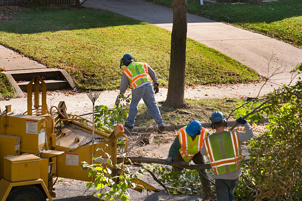 Best Tree Preservation Services  in Del Rio, CA