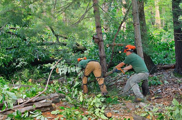 Best Tree Removal  in Del Rio, CA