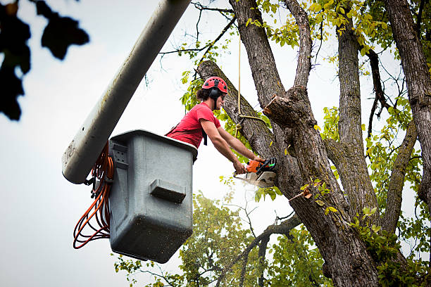 How Our Tree Care Process Works  in  Del Rio, CA