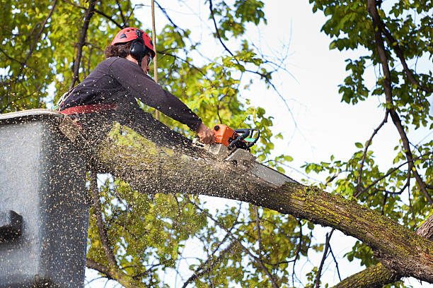 Best Firewood Processing and Delivery  in Del Rio, CA